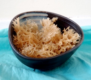 Irish Moss in its raw form before boiling and blending. 